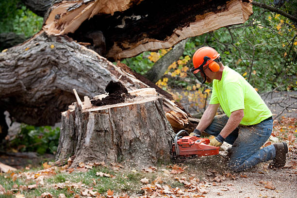 Best Emergency Tree Service  in USA